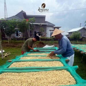 biji kopi arabika renjana kalibening banjarnegara fullwash specialty single origin coffee arabica 200 gr - Gambar 4